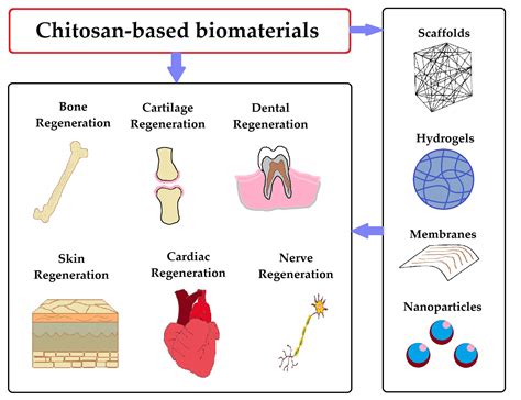  Chitosane pour des Biomatériaux Biocompatibles et Dégradables !