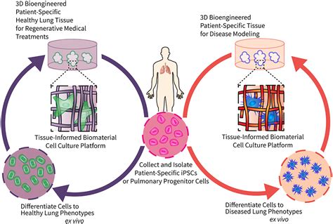  Fibronectine: Un Biomatériau Multifonctionnel pour l'Ingénierie Tissulaire et la Thérapie Cellulaire!